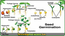 the-process-of-germinating-seeds.png