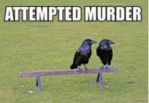 Attempted-Murder-500x346.jpg