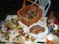 4kg of fresh mushrooms !.jpg