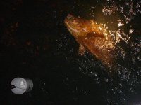 jewfish Bucket2.jpg