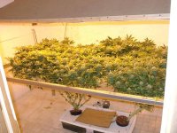 Grow_room_marijuana_scrog.jpg
