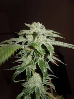 the white pollinated by fire og bx1 male keeper.jpg
