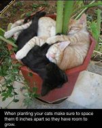 when-planting-your-cats-make-sure-to-space-them.jpg
