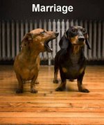 Marriage%20Dogs.jpg