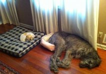 funny-dogs-sleep-sleep-big-small-size-fail-600x423.jpg