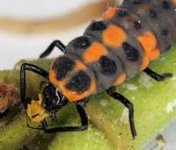 ladybug_larvae-eats_aphid.jpg