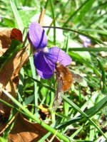 Viola reichenbachiana.jpg