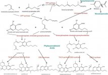 BiosynthesisCannabinoids:terpenesjpg.jpg