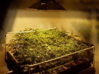 SCROG_outta_control_overview1.jpg