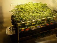 SCROG_outta_control_overview2.jpg