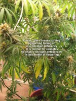 nitrogen-deficiency-cannabis.jpg