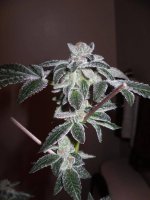 femd seeds-girl scout cookies forum cut x the white.jpg