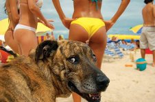 funny-dog-face-hot-girls-beach.jpg