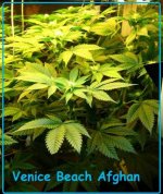 venice beach 16-04.jpg