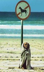funny-dog-towl-beach-sea.jpg