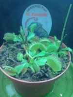 Dionaea muscipula (2).jpg