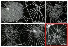spider_web.jpg