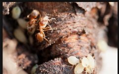 Root aphids being farmed by ants