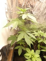 2022-05-04_Large plant KC x (Auto Zam x GT 3) F2 auto fem_plant at the bottom right is a young...JPG