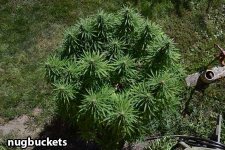 main-lined-marijuana-plant-nugbuckets-sm.jpg