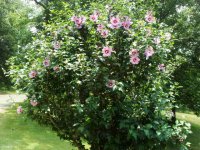 Rose of Sharon bush 003.JPG