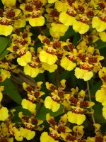 popcorn orchids.JPG