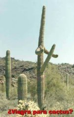 big boy cactus.jpg