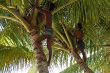 coconut_harvest.jpg