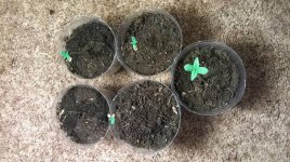 1-2-15 ~ Seedlings 1.jpg