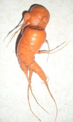 Breeding Carrots.jpg