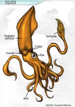 squid-14b.jpg
