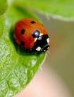Ladybug.jpg