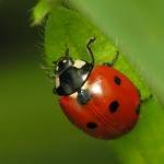 real ladybug.jpg