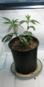 clones planted 1 week after others.jpg