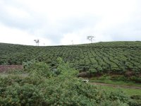 Tea Plantation.jpg