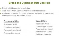 Broad and Cyclamen Mite control.jpg