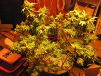 Indica bagseed, five ounces were removed before this photo, about seven ounces left to trim..jpg