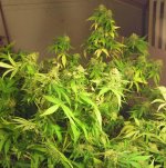 Five or six good buds left to trim, the rest are for extract..jpg