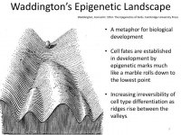 waddington-s-epigenetic-landscape-n.jpg