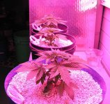 The Purps, Jack Herer, and Cookies Kush all still under the clone light.jpg