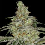 tangie-ghost-train-female-cannabis-seeds-by-little-chief-collabs_1.jpeg