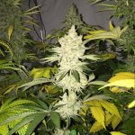 tangie-ghost-train-female-cannabis-seeds-by-little-chief-collabs.jpeg