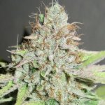 terpatron-3000-cannabis-seeds-ultra-genetics.jpg