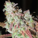 sour-grape-kush-s1-regular-cannabis-seeds-by-ultra-genetics.jpg