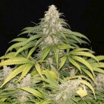 sour-grape-kush-s1-regular-cannabis-seeds-by-ultra-genetics-2.jpg