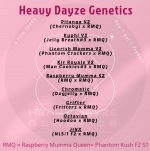 Heavy Dayze genetics.png