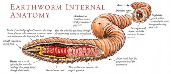nature_worms_anatomy1-800x348.jpg