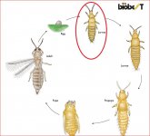 Clones Bugs 3 thrips stages.JPG