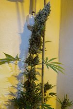 Malawi x PCK purple pheno whole plant4.jpg