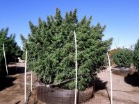 huge-outdoor-cannabis-plant-in-super-soil.jpg